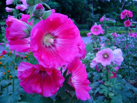 the Selection of Various Colorful  Flower in nature