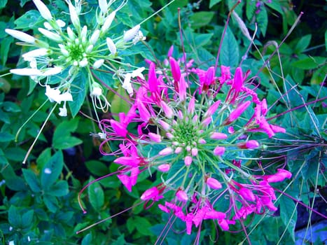 the Selection of Various Colorful  Flower in nature