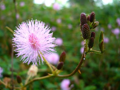 the Selection of Various Colorful  Flower in nature