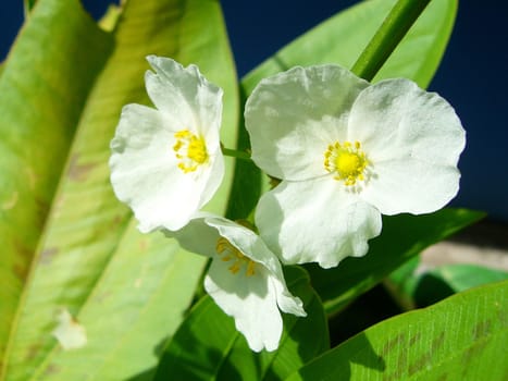 the Selection of Various Colorful  Flower in nature