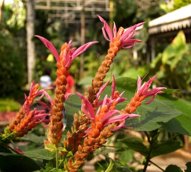 the Selection of Various Colorful  Flower in nature