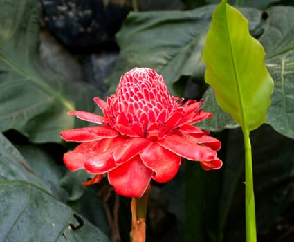 the Selection of Various Colorful  Flower in nature