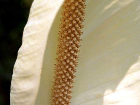 the Selection of Various Colorful  Flower in nature