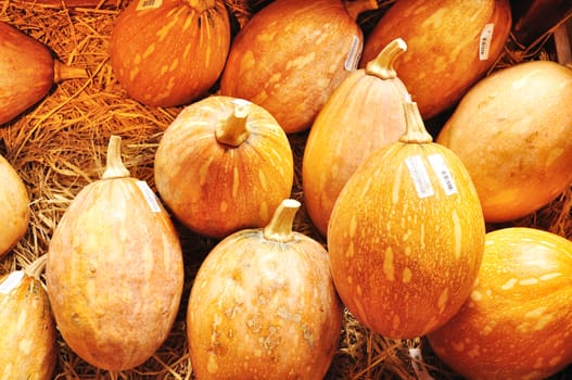 Thai Laithong Squash or Thai pumpkin on Straw, Laithong species