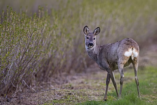 Roe-deer in the wild, in a clearing