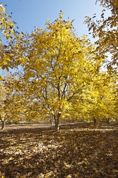 autumn forest