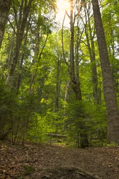 in the deep forest