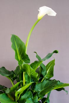 White Calla lily in full blossom on plant with neutral grey background