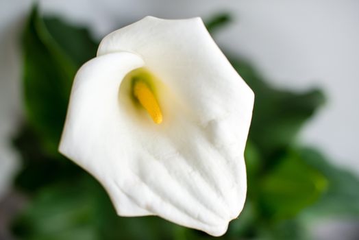 White Calla lily in full blossom on plant with neutral grey background - shallow depth of field