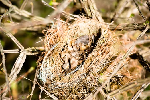 old bird's nest with dried leaves close up