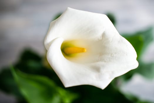 White Calla lily in full blossom on plant with neutral grey background - shallow depth of field