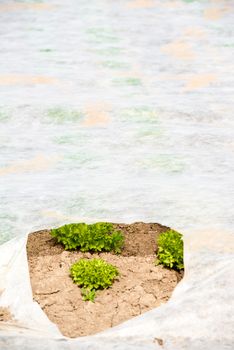 Young Green Lettuce grown underneath a thin white canvas cover