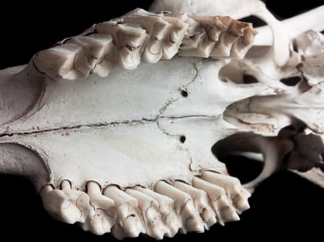 Closeup of teeth on upper jaw of a animal skull