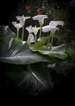 Group of calla lilies in light with large textured leaves, black vignette and copy space.