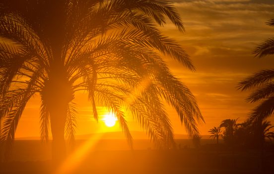 Red Majorca sunset with palm tree. Majorca, Balearic islands, Spain.