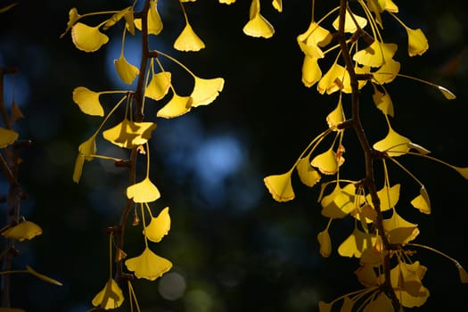 yellow ginkgo leaves in autumn