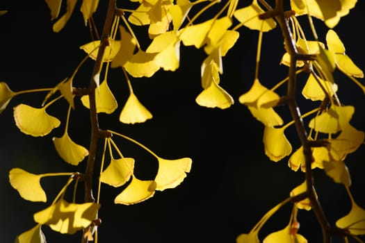 yellow ginkgo leaves in autumn