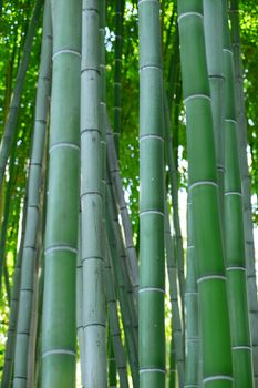 bamboo tree from Huntington garden in Los Angeles