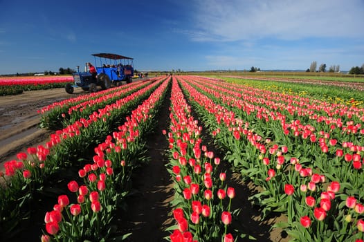 tulip flower farm tour with blue sky from washington
