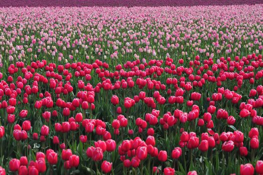 colorful tulip farm in washington state