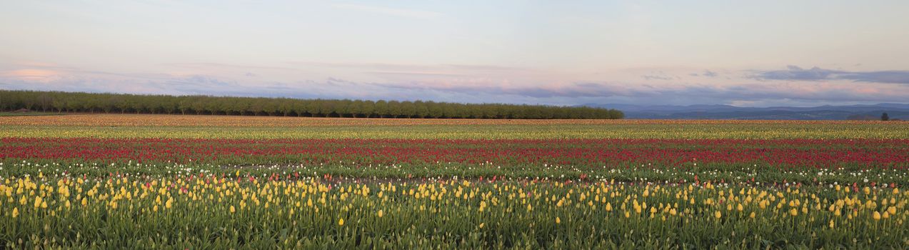 Field of Mixed Color Tulips with Trees Landscape at Tulip Farm in Woodburn Oregon Panorama