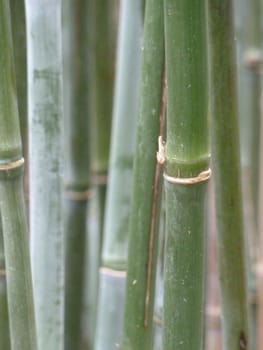 Green bamboo stalks as a linear background