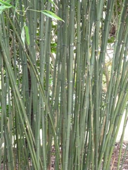 Bright strong green bamboo stalks close together