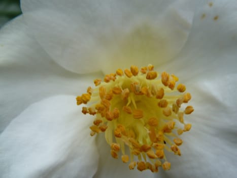 White petals and yellow stamens of a pretty flower