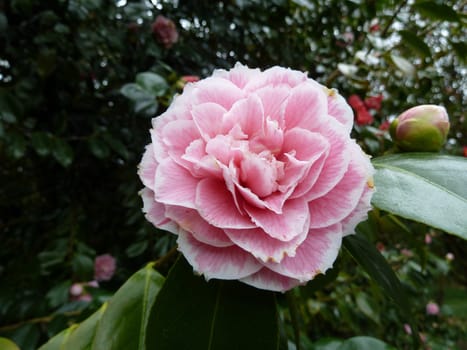 Pretty single pink flower on a bush in a park