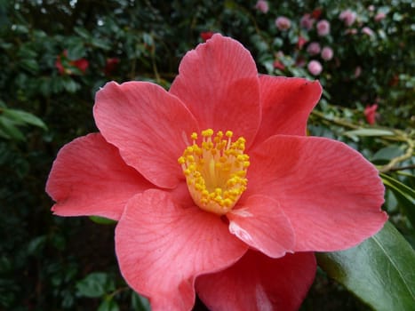 Pretty red and yellow flower showing the yellow stamens