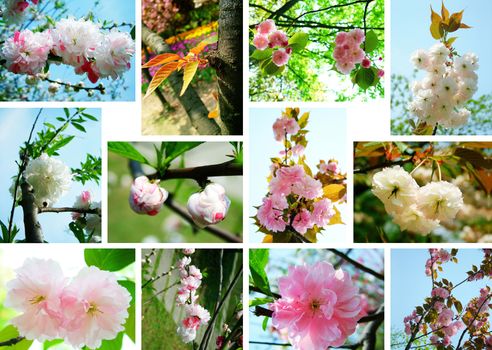 Cherry blossoms Collage