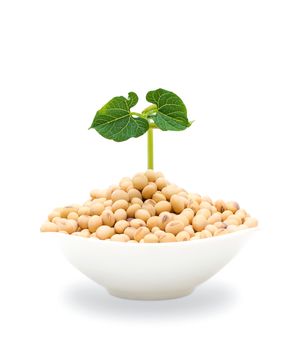 Soybean sprout isolated