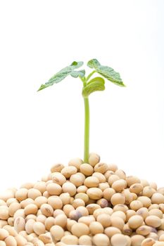 Soybean sprout isolated