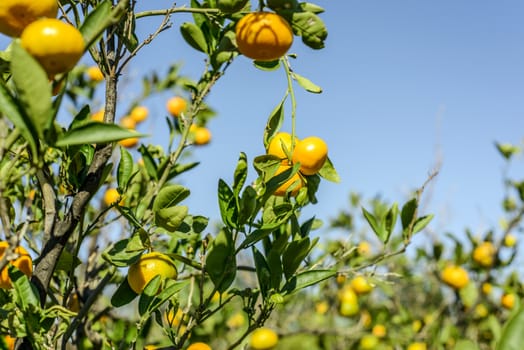 Mandarin oranges on the tree.