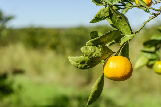 Mandarin oranges on the tree.