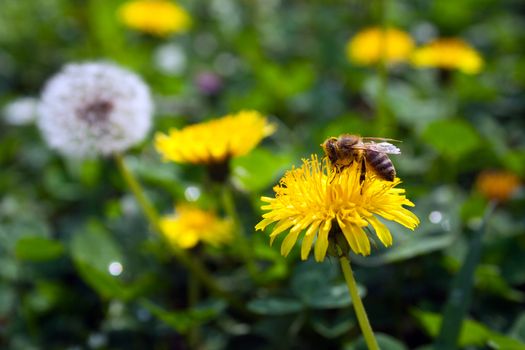 Bee on dandelion