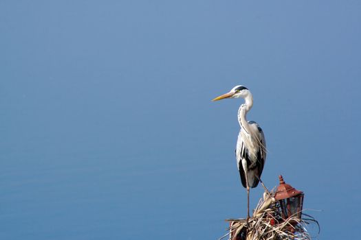 Heron bird with blue background