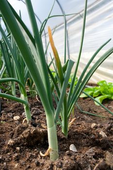 Row of planted fresh onion