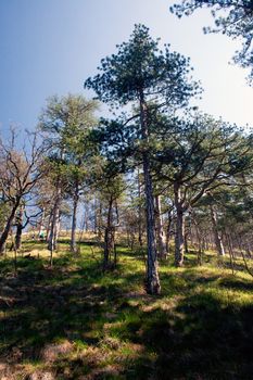 Trees on hill