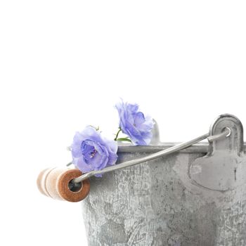 Blue flowers and a tin bucket isolated on white close up