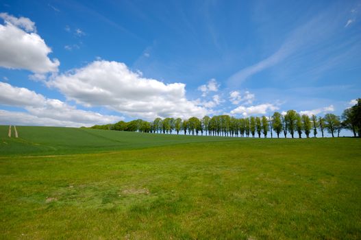 Landscape with a trees on a hill. The sky is blue with white clouds.