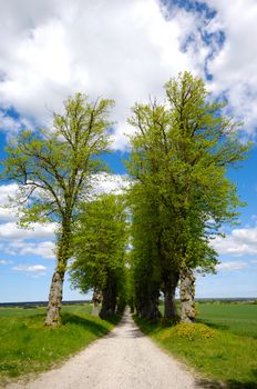 Pathway with trees on boath sides. Taken at summer time.