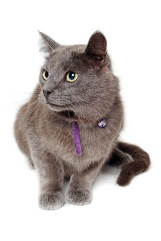 Gray cat is looking. Isolated on a clean white background.