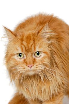 Red cat is resting. Isolated on a clean white background.