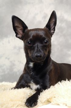 Smalle black puppy dog is resting. The breede of the dog is a mix of a chihuahua and a miniature pinscher.