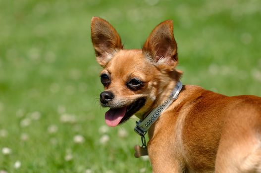 Chihuahua puppy dog is standing on green grass