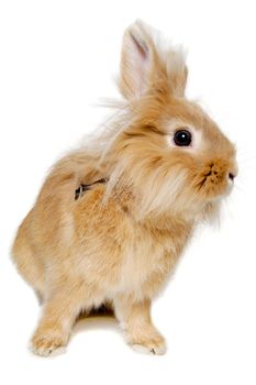 Sweet sad rabbit is sitting on a white background