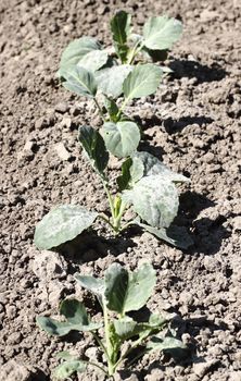 Young cabbages sprinkled with ashes for protection from the pests