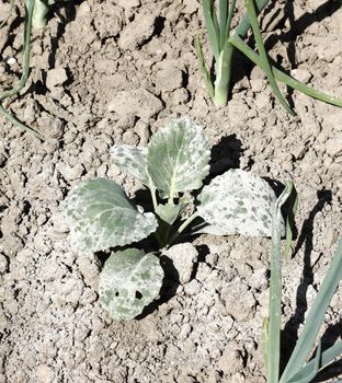 Young cabbage sprinkled with ashes for protection from the pests