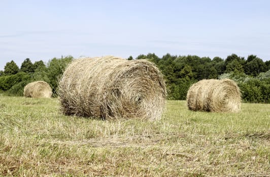 Field with rolls of hay on summer day